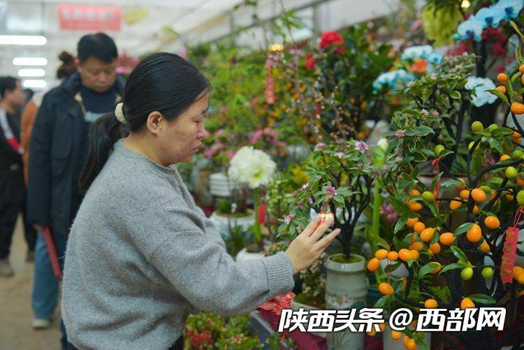 西安花卉市场持续升温(图5)