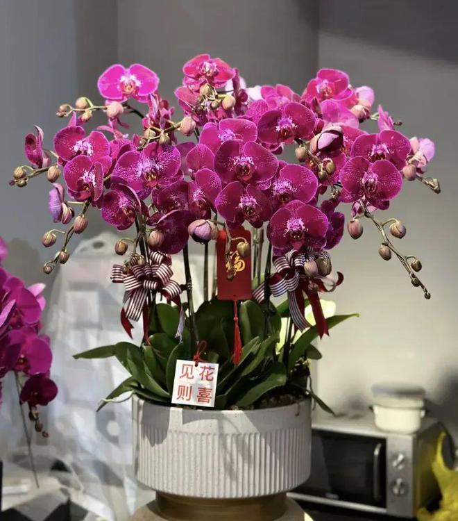 新春送礼送啥好？送“多肉”？拿不出手的东西还是别送了！(图2)