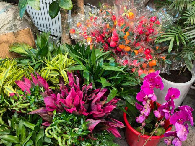 年销花卉为春节“添彩儿”(图2)