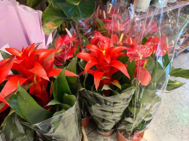 年销花卉为春节“添彩儿”(图3)