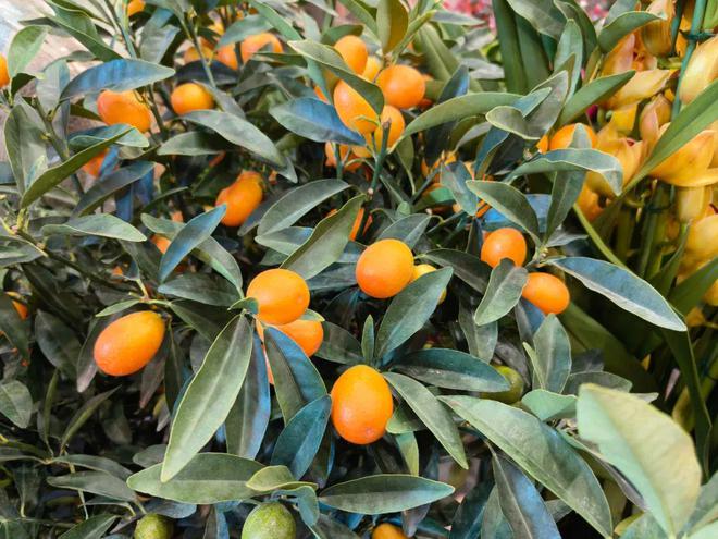 年销花卉为春节“添彩儿”(图6)