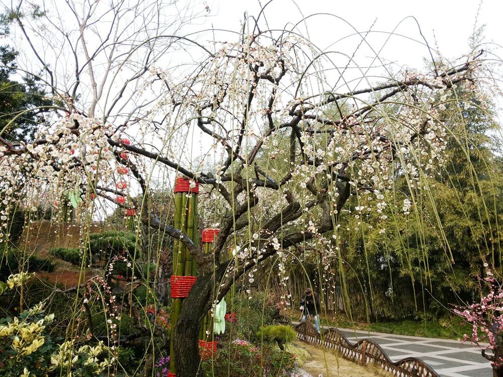 莘庄梅展18日开幕新增南闵行分会场、还有1000份新春礼物……打卡全攻略来了！(图5)