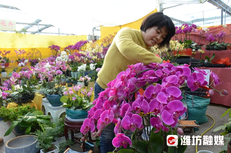 迎新年花卉饰品销售旺(图2)