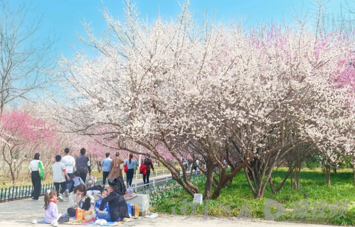 河南多地春景大赏：梅花与樱花争奇斗艳快来打卡吧(图2)