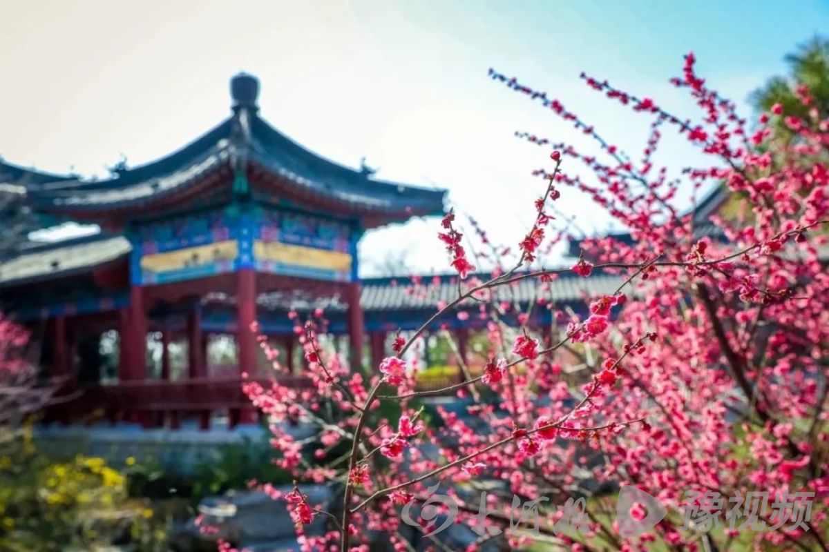 河南多地春景大赏：梅花与樱花争奇斗艳快来打卡吧(图3)