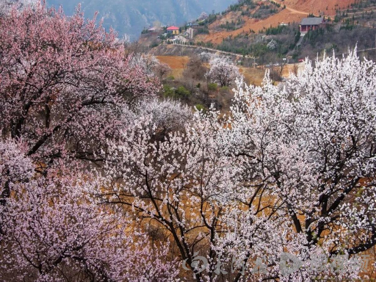 河南多地春景大赏：梅花与樱花争奇斗艳快来打卡吧(图7)