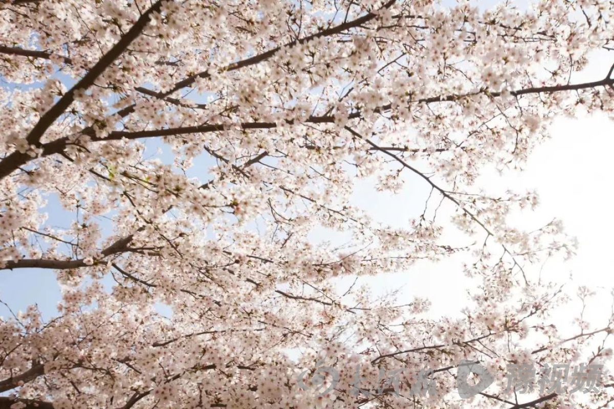 河南多地春景大赏：梅花与樱花争奇斗艳快来打卡吧(图9)
