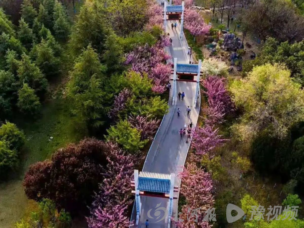 河南多地春景大赏：梅花与樱花争奇斗艳快来打卡吧(图8)