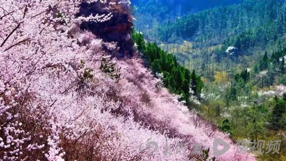 河南多地春景大赏：梅花与樱花争奇斗艳快来打卡吧(图10)