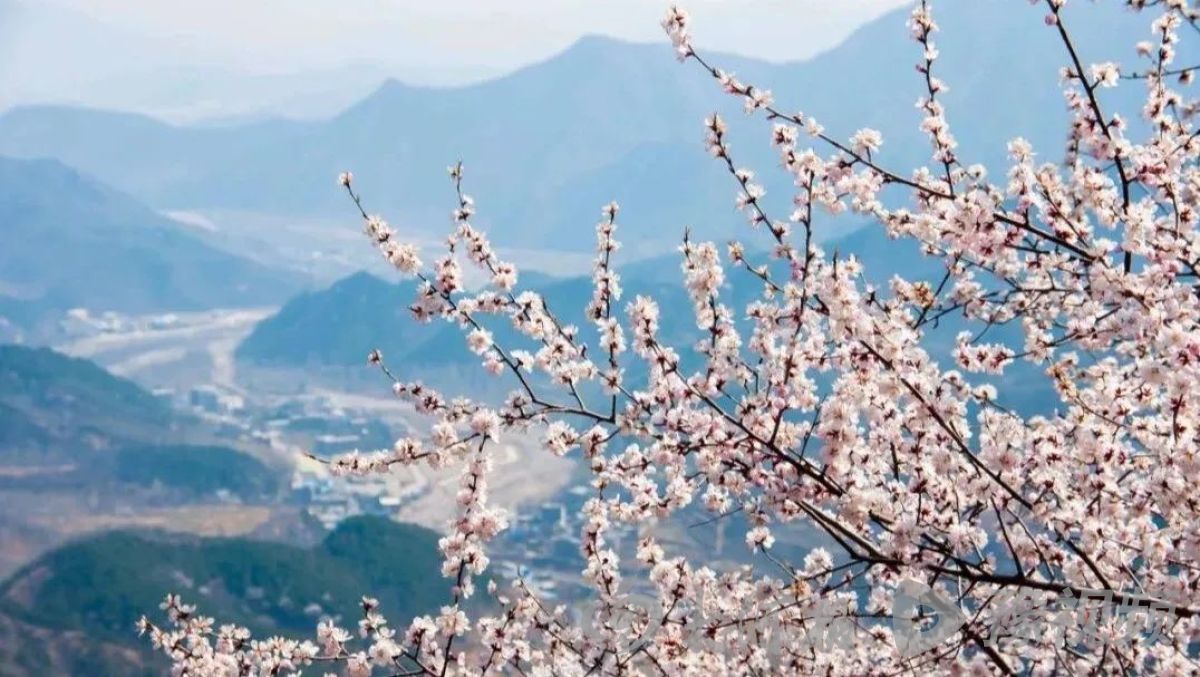 河南多地春景大赏：梅花与樱花争奇斗艳快来打卡吧(图11)