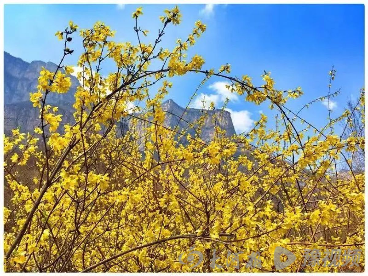 河南多地春景大赏：梅花与樱花争奇斗艳快来打卡吧(图12)