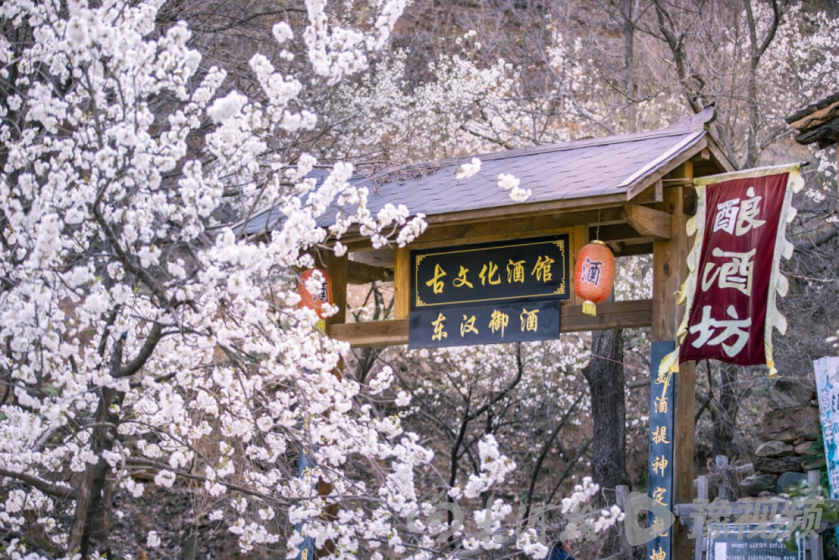 河南多地春景大赏：梅花与樱花争奇斗艳快来打卡吧(图15)