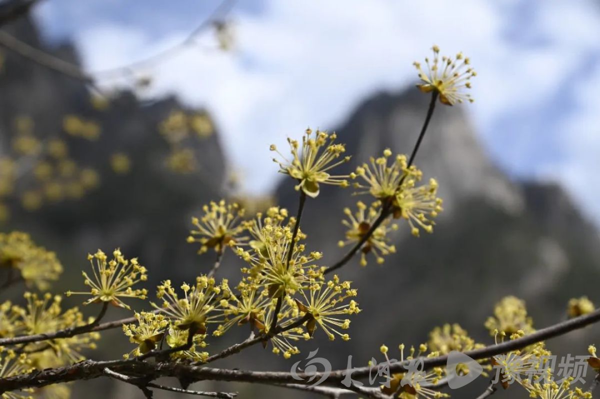 河南多地春景大赏：梅花与樱花争奇斗艳快来打卡吧(图16)