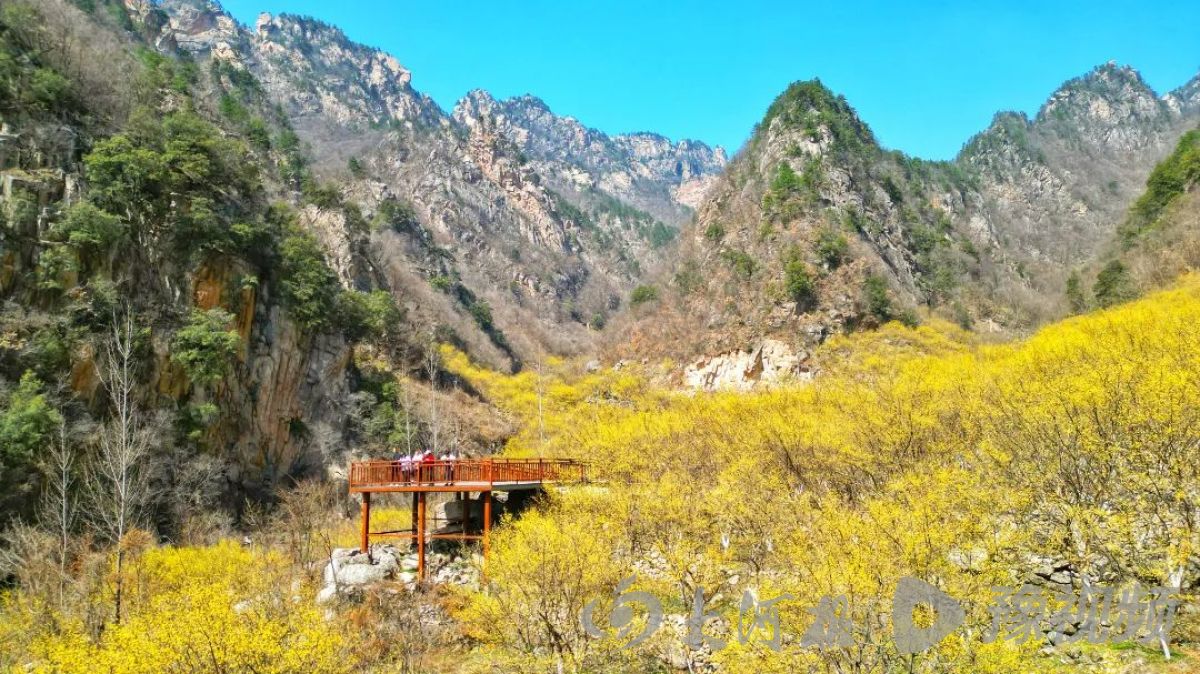 河南多地春景大赏：梅花与樱花争奇斗艳快来打卡吧(图17)