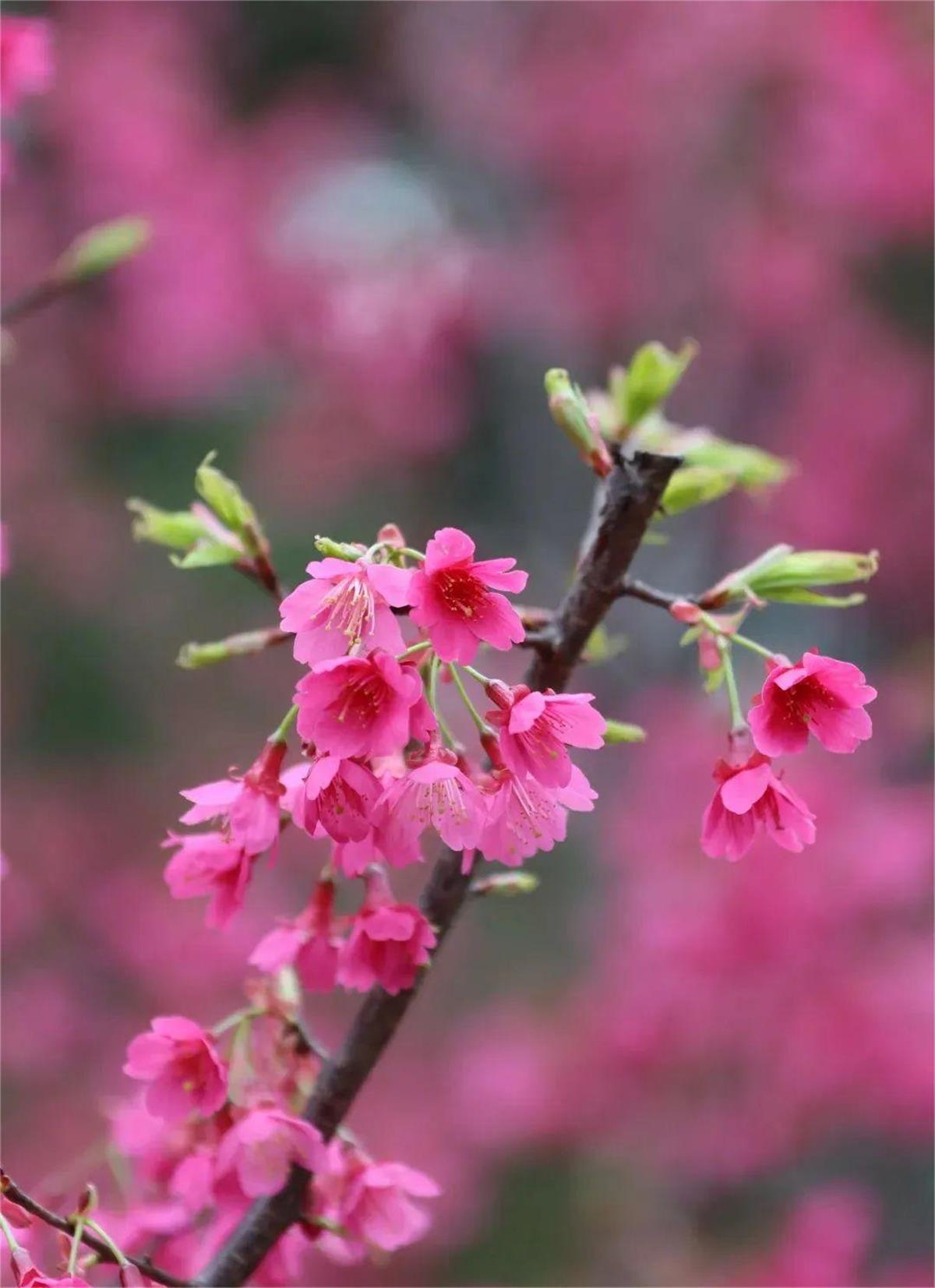 春到南昌花满城生态美景引客来赏花经济助力乡村振兴(图3)