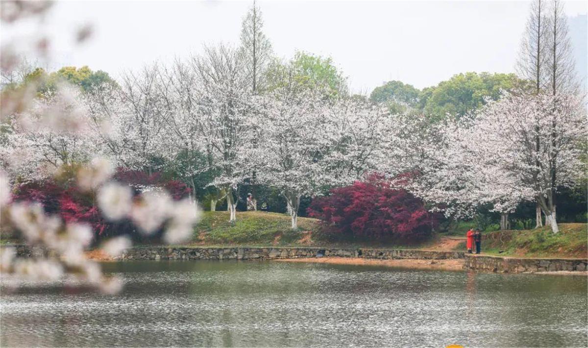春到南昌花满城生态美景引客来赏花经济助力乡村振兴(图4)