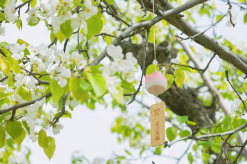 古北水镇春季上新长城下的鸣桡小镇-花神季！(图7)