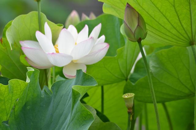 昼开夜合的绽放之美——睡莲、荷花、牵牛、合欢等花卉的独特魅力(图2)