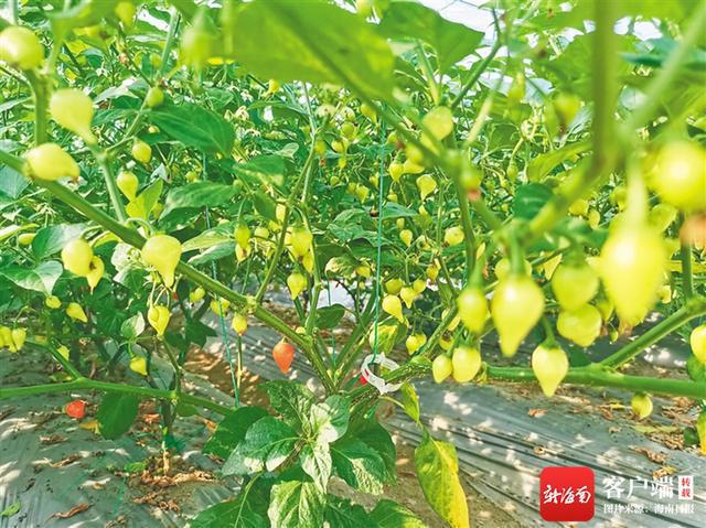 深读丨食用、药用、美容、防腐……南繁辣椒新品个个不简单(图3)