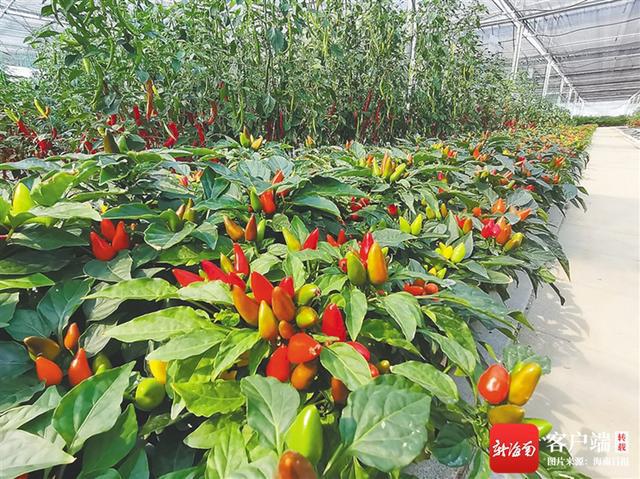 深读丨食用、药用、美容、防腐……南繁辣椒新品个个不简单(图2)