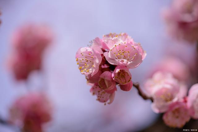 杏花绽放在春季的精灵——探索杏花的魅力与价值(图4)