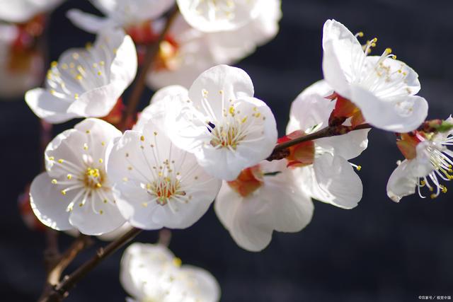 杏花绽放在春季的精灵——探索杏花的魅力与价值(图5)