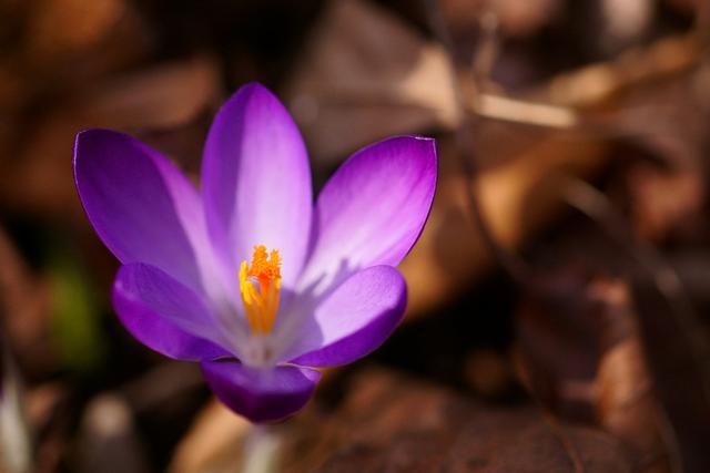 藏红花的多面魅力——解读这一神奇植物的科学内涵(图2)