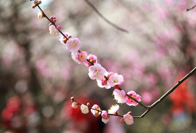 梅花花语象征与寓意：一份优雅而坚韧的礼物(图4)