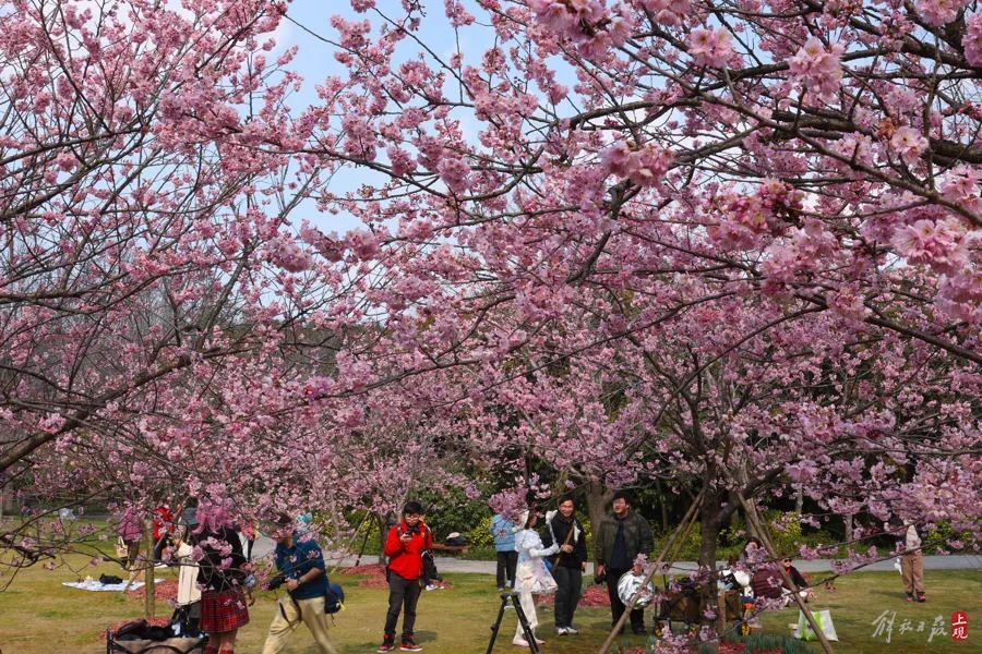 “上海樱花指数”首次发布宝山这处赏樱地最受市民关注(图4)