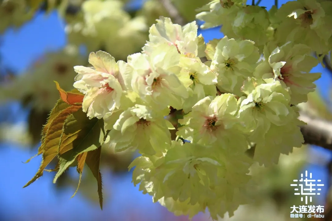 不负春光相约大连“花海”！(图3)