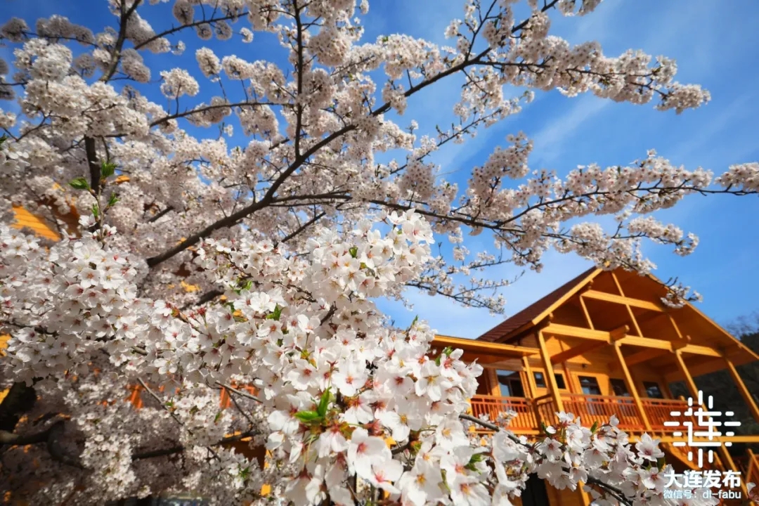 不负春光相约大连“花海”！(图4)