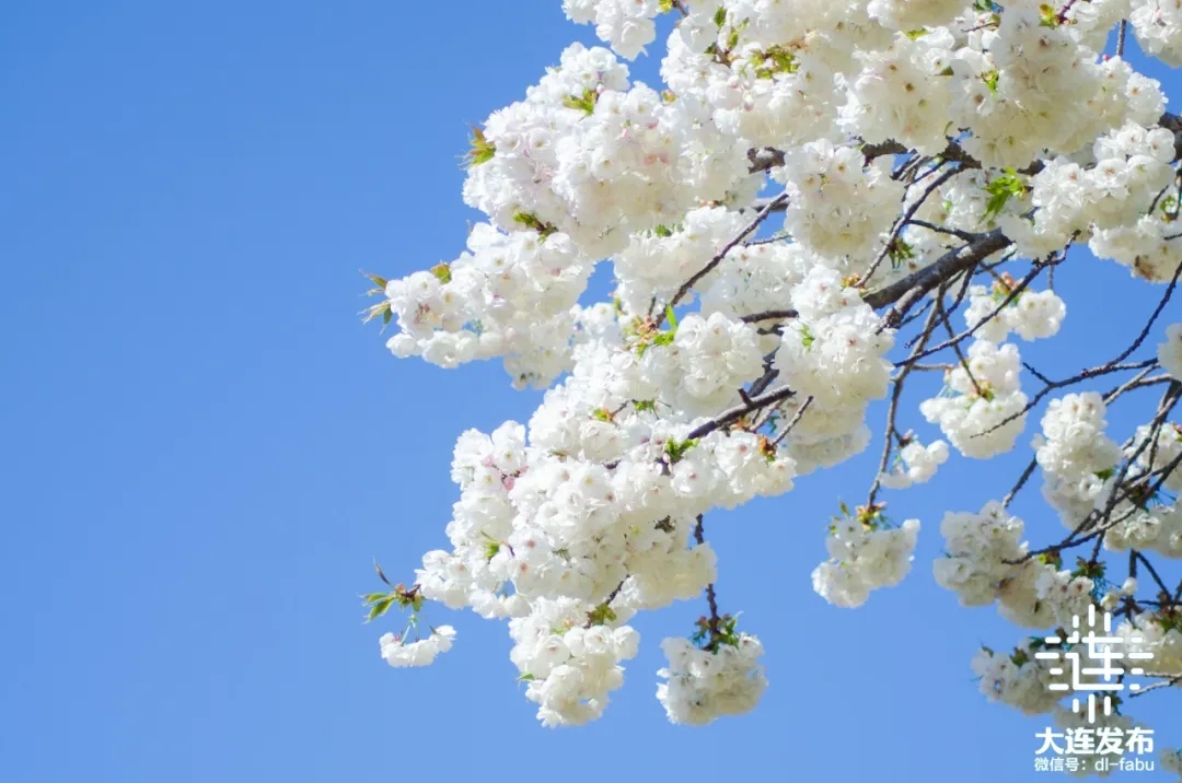 不负春光相约大连“花海”！(图5)