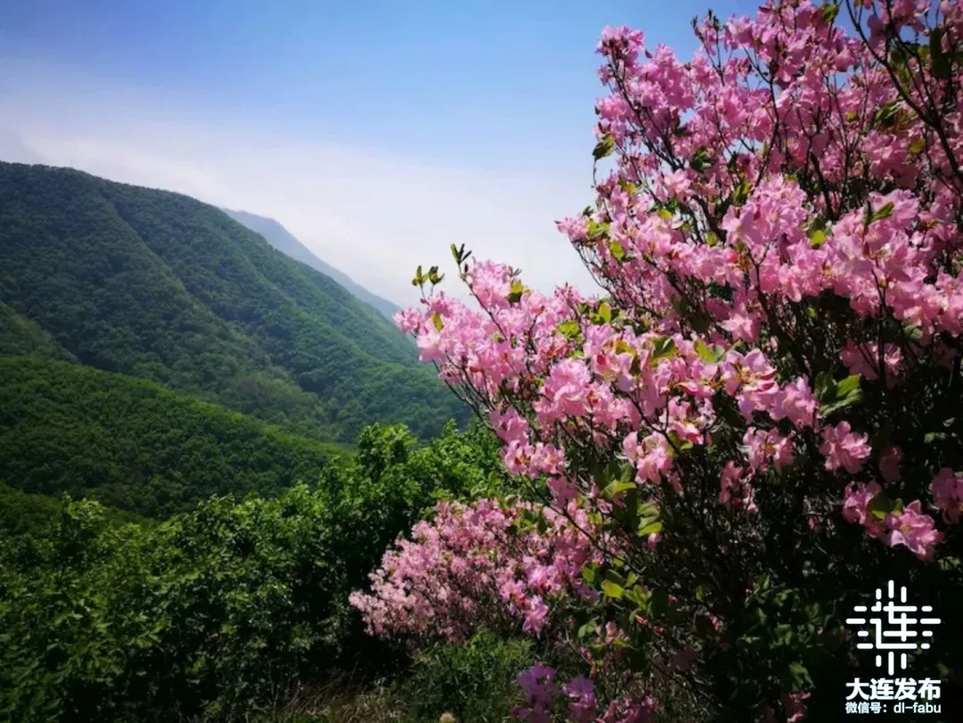 不负春光相约大连“花海”！(图10)