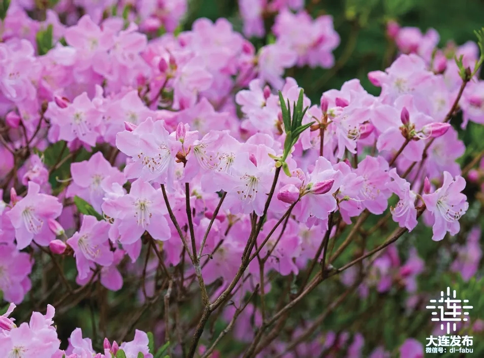 不负春光相约大连“花海”！(图11)