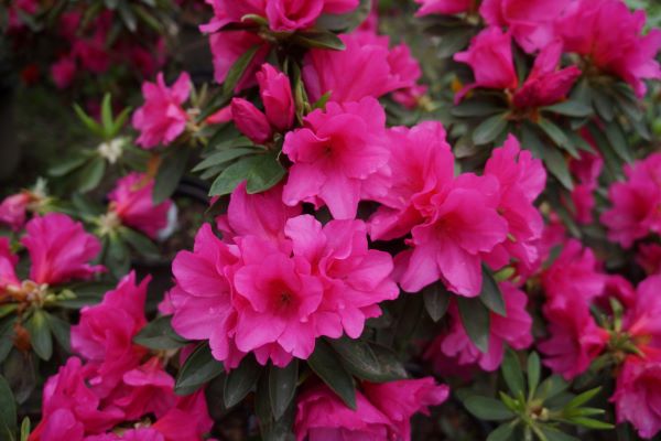 为城市添彩领时尚风潮……上海植物园自研观赏植物新品种达111个“从科研到绿地”之路这么走(图2)