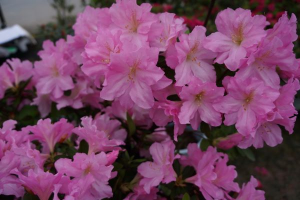 为城市添彩领时尚风潮……上海植物园自研观赏植物新品种达111个“从科研到绿地”之路这么走(图4)