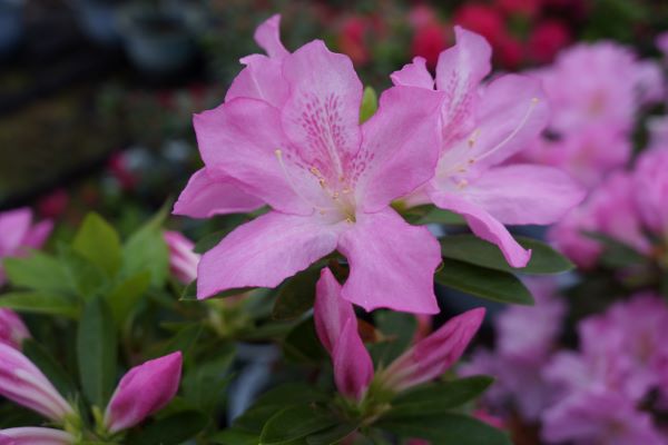 为城市添彩领时尚风潮……上海植物园自研观赏植物新品种达111个“从科研到绿地”之路这么走(图3)