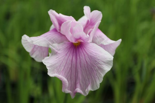 为城市添彩领时尚风潮……上海植物园自研观赏植物新品种达111个“从科研到绿地”之路这么走(图9)