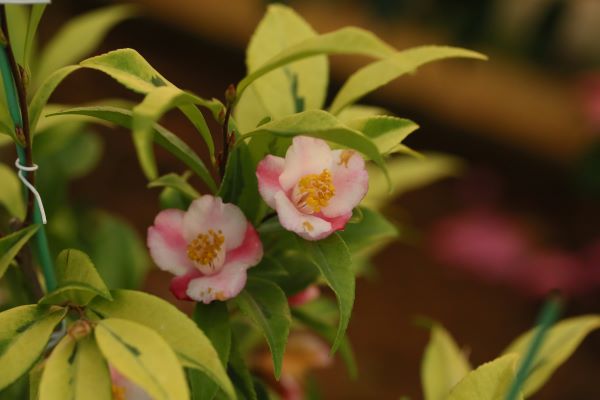 为城市添彩领时尚风潮……上海植物园自研观赏植物新品种达111个“从科研到绿地”之路这么走(图5)