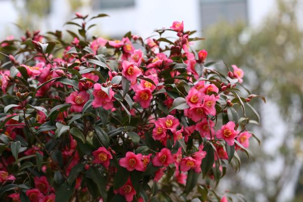 为城市添彩领时尚风潮……上海植物园自研观赏植物新品种达111个“从科研到绿地”之路这么走(图6)