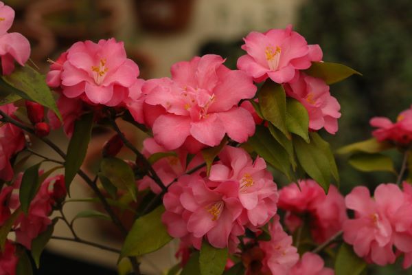 为城市添彩领时尚风潮……上海植物园自研观赏植物新品种达111个“从科研到绿地”之路这么走(图7)