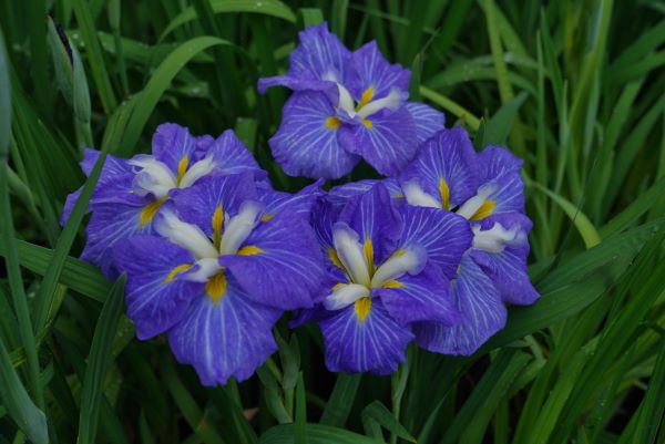 为城市添彩领时尚风潮……上海植物园自研观赏植物新品种达111个“从科研到绿地”之路这么走(图10)