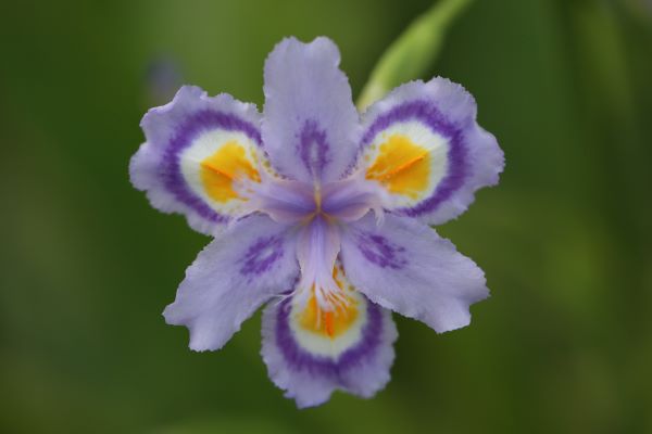为城市添彩领时尚风潮……上海植物园自研观赏植物新品种达111个“从科研到绿地”之路这么走(图12)