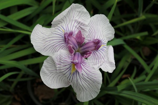 为城市添彩领时尚风潮……上海植物园自研观赏植物新品种达111个“从科研到绿地”之路这么走(图11)