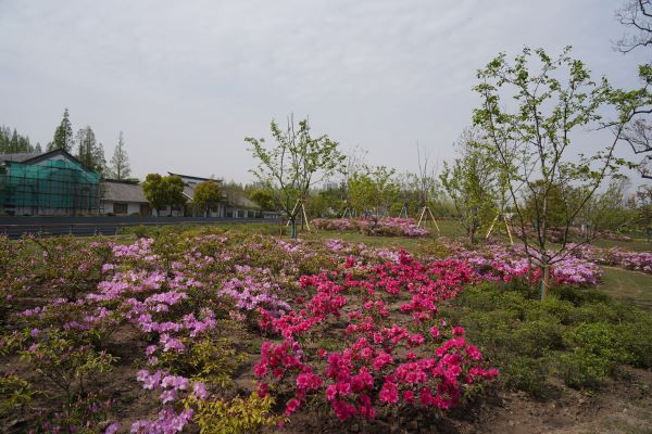 为城市添彩领时尚风潮……上海植物园自研观赏植物新品种达111个“从科研到绿地”之路这么走(图13)