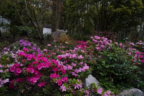 为城市添彩领时尚风潮……上海植物园自研观赏植物新品种达111个“从科研到绿地”之路这么走(图14)