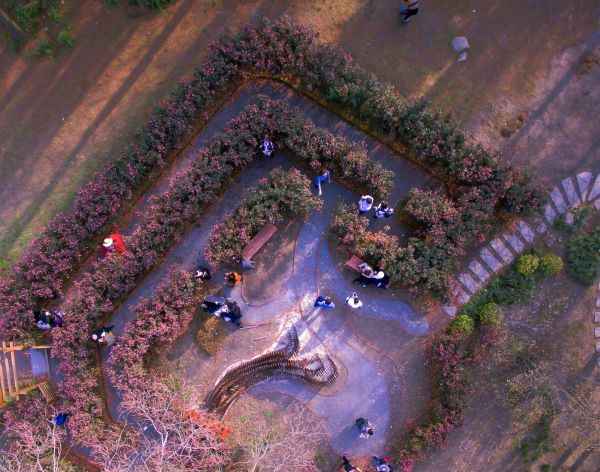 为城市添彩领时尚风潮……上海植物园自研观赏植物新品种达111个“从科研到绿地”之路这么走(图15)