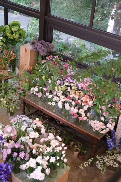 为城市添彩领时尚风潮……上海植物园自研观赏植物新品种达111个“从科研到绿地”之路这么走(图17)
