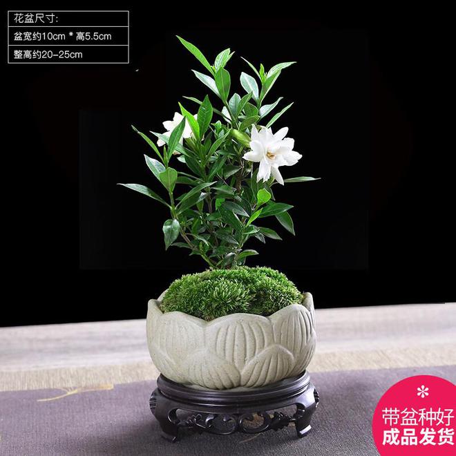 四时飘香——一株盆栽的魅力与生活艺术(图8)