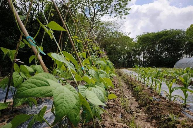 四团这里的露营基地太丰富了！蔬果采摘、休闲度假、垂钓、萌萌小动物……(图3)